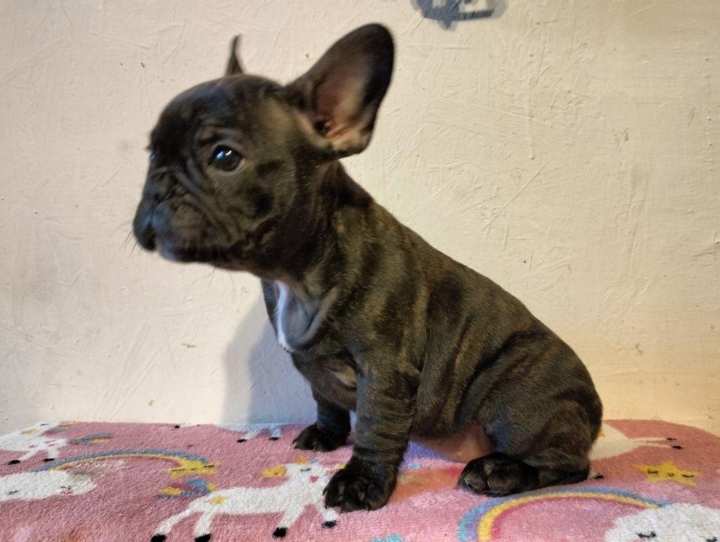Buldog francuski BLUE