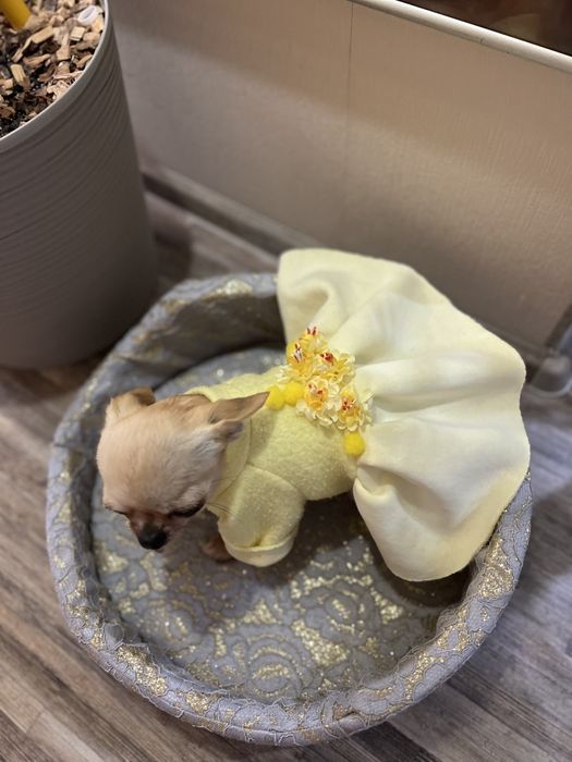 Одяг для маленьких собак