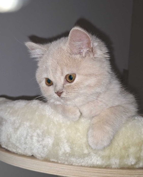 Kot Brytyjski  KREMOWY chłopczyk Rodowód PZF//WCF