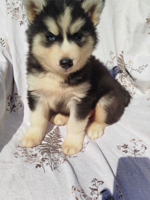 Siberian Husky piesek tel.-5.7.5.3.0.2.0.3.9.