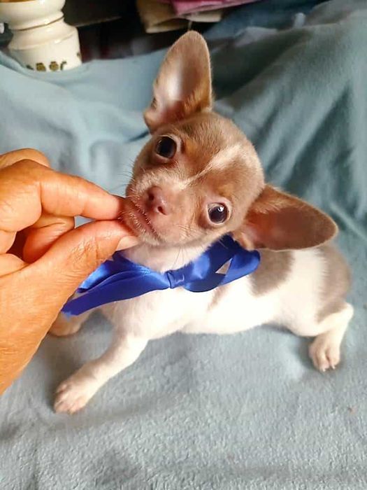 Chihuahua de bolso linha Russa de Top Macho