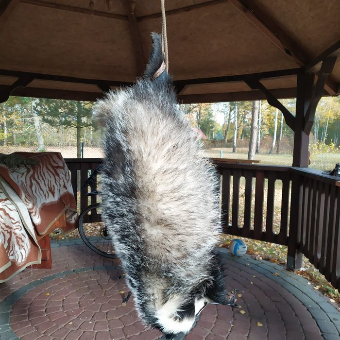 Sadło z borsuka październik 2025