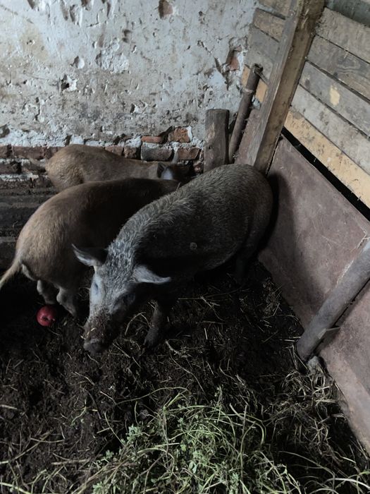Підрощений кнурик мангал, мангалиця