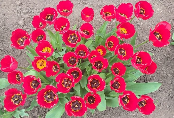 Продам домашні цибулини тюльпанів (луковицы тюльпанов)