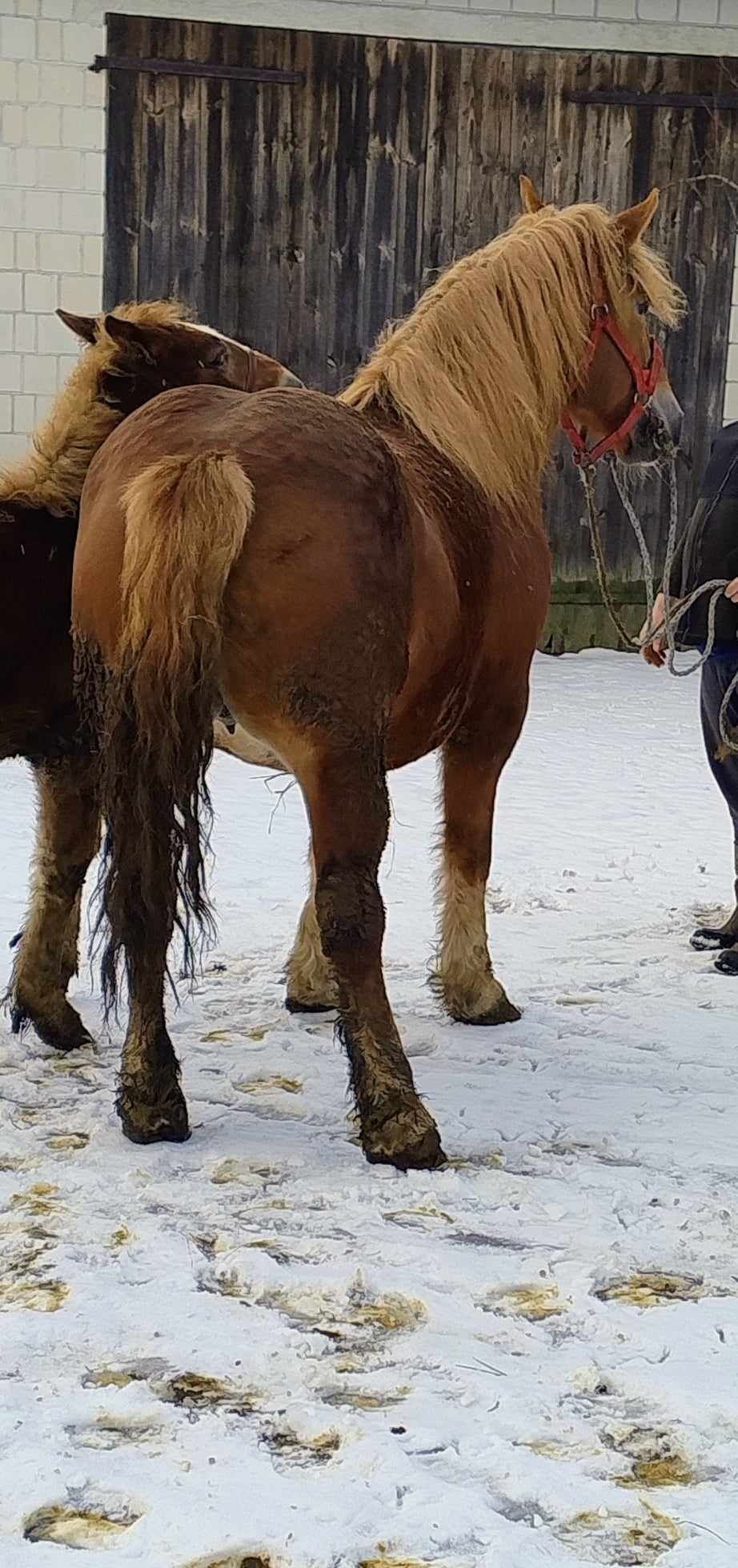 Klacz źrebna na sprzedaż