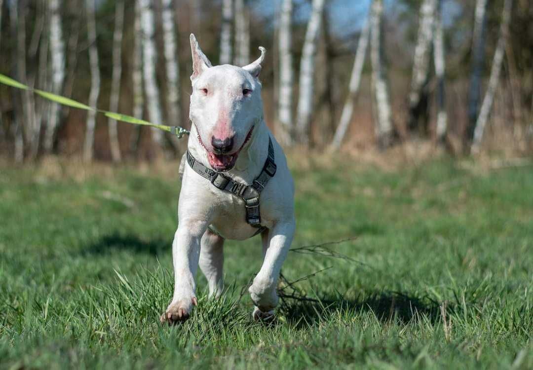 Guli, bullterier, do adopcji, Amstaffy Niczyje