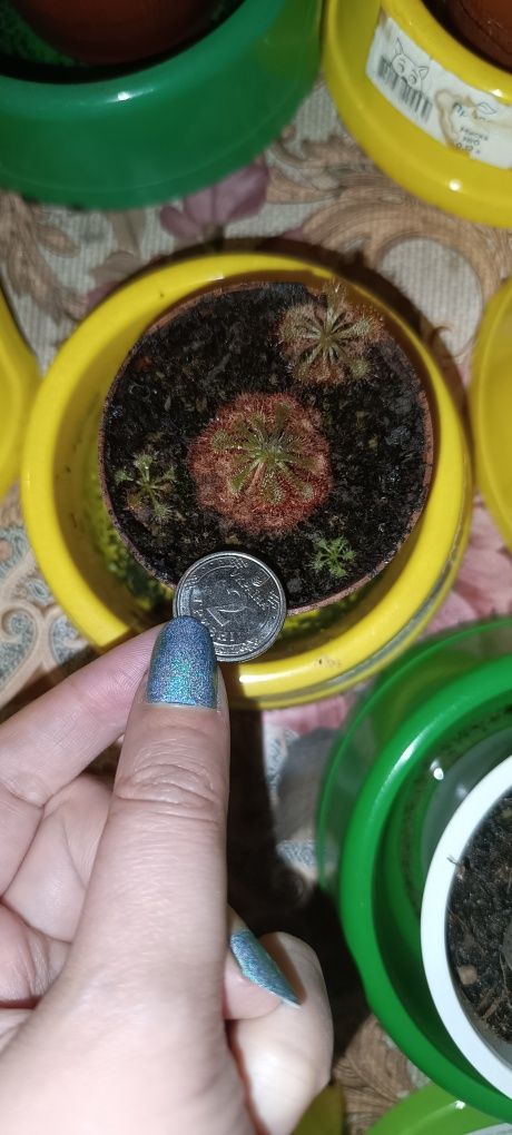 Росянка Drosera spatulata