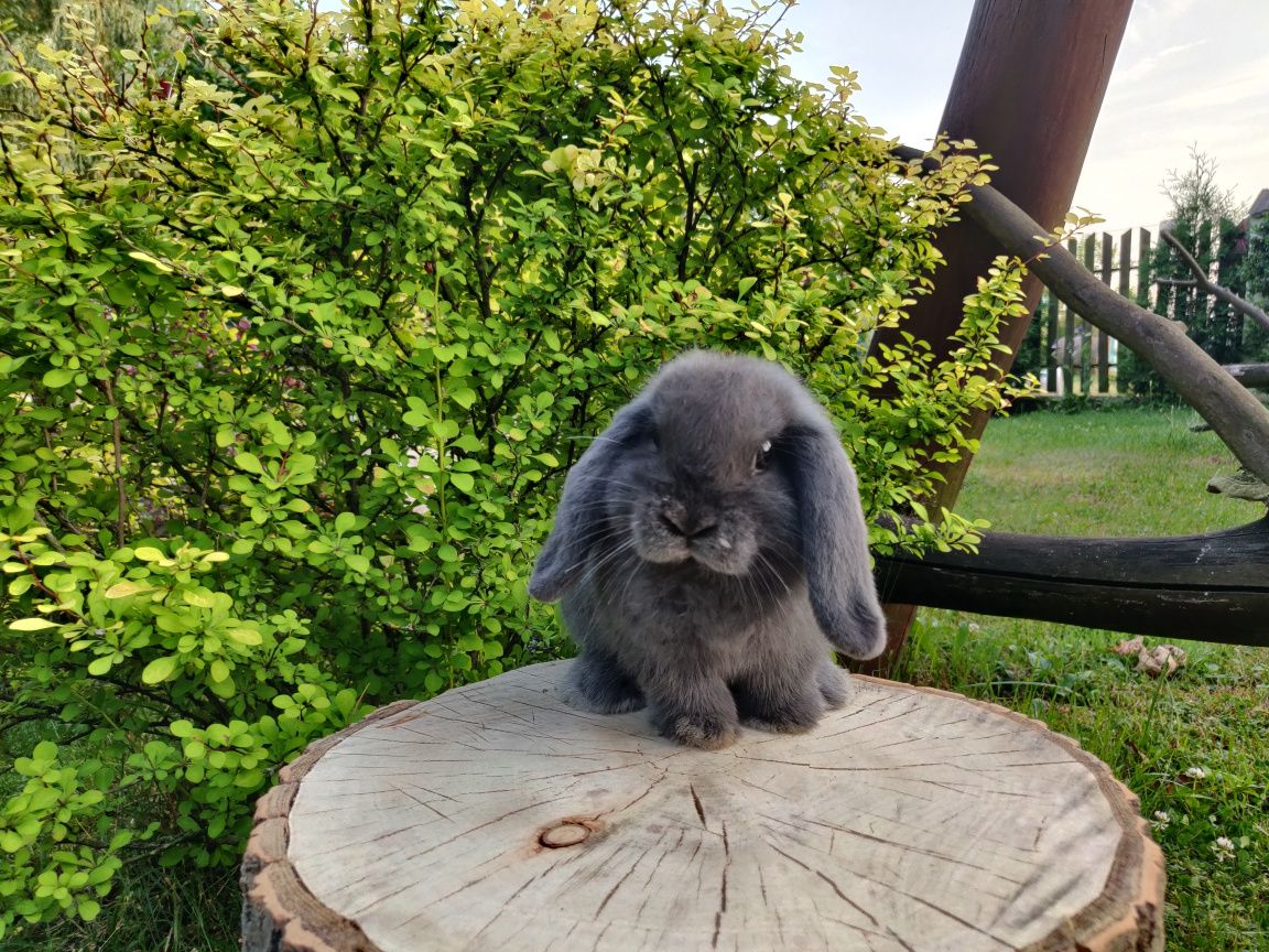 Piękne króliczki Mini Lop. ( Króliczek karzełek, miniaturka )