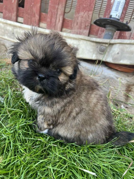 Zwierzęta psy pekińczyki