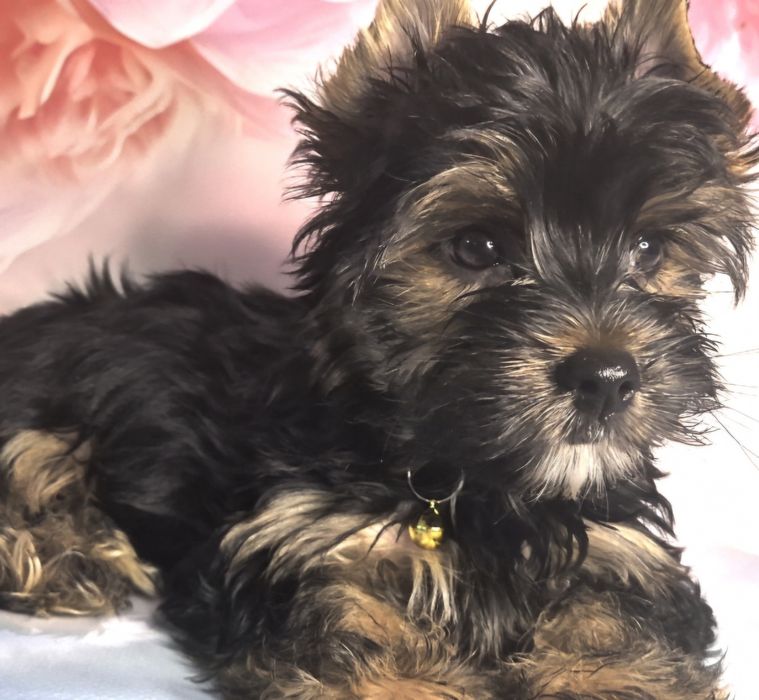 Yorkshire Terrier