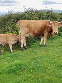 Vacas, vaca nova (2a cria) + 4 novilhas para venda.
