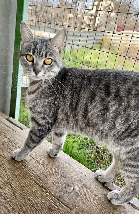 стерилизована 1 год,привита от бешенства