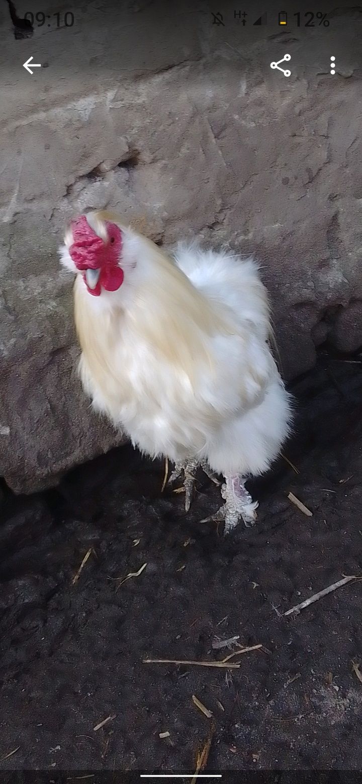 Sprzedam kogutki ozdobne