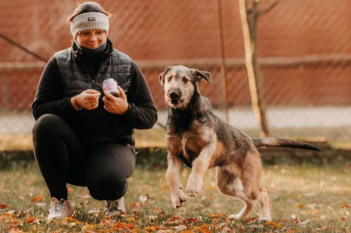 Młody Terier Gapek poleca się do adopcji!!!