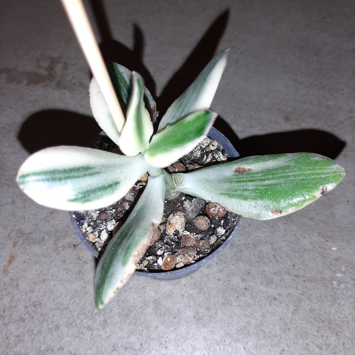 Crassula, grubosz ovata variegata tricolor