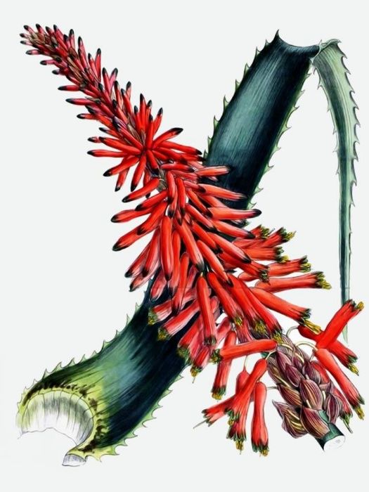 Aloe Barbadensis (Medicinal)