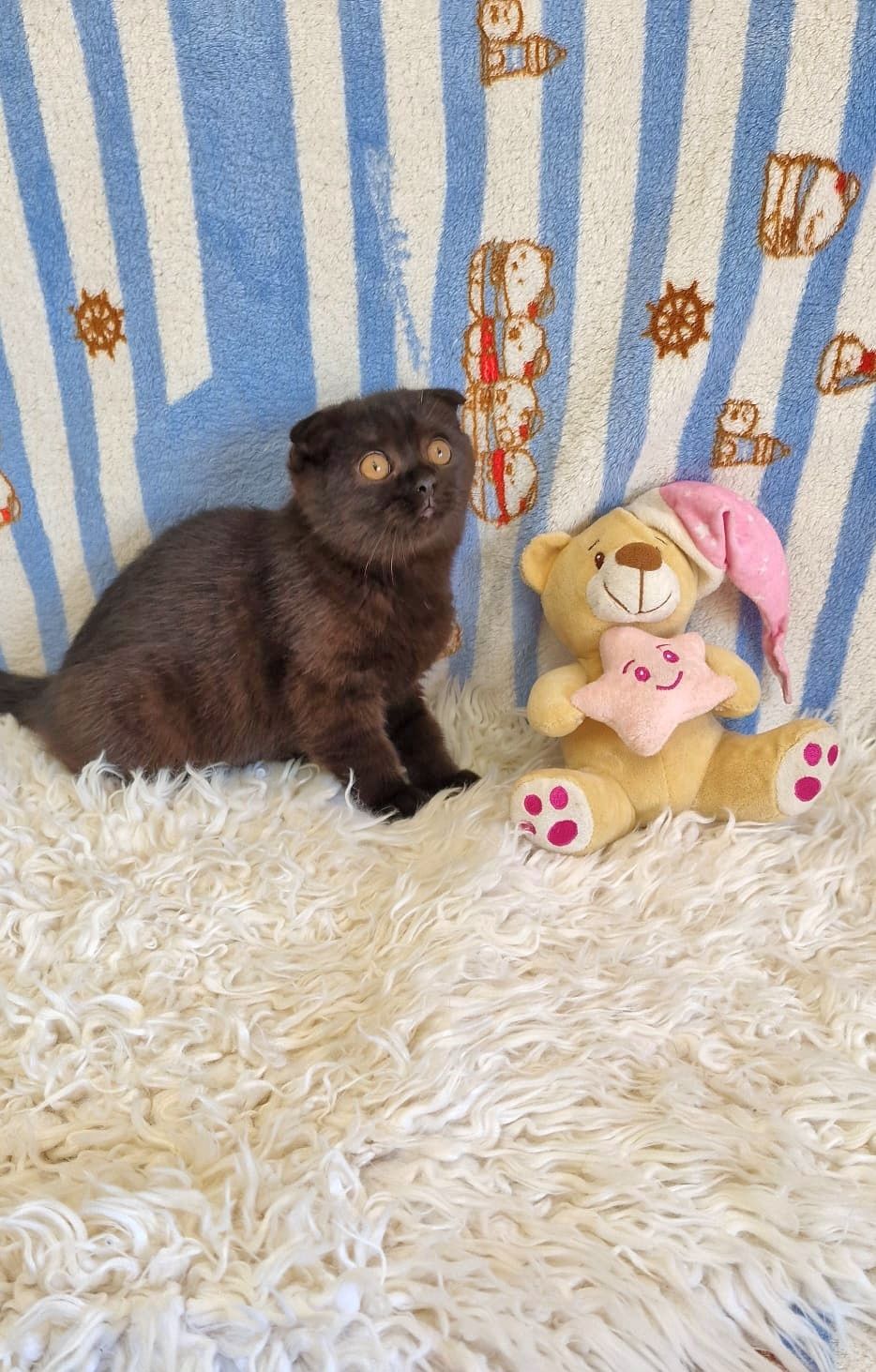 Scottish Fold Fêmea