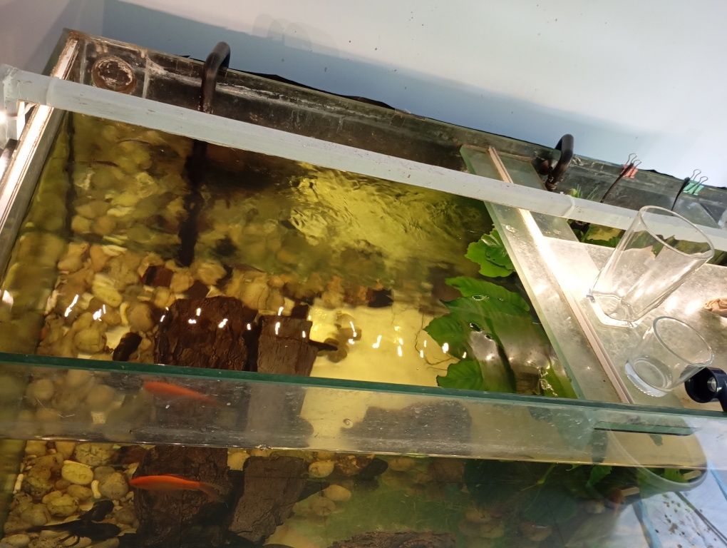 Aquário com peixes, plantas e ornamentos