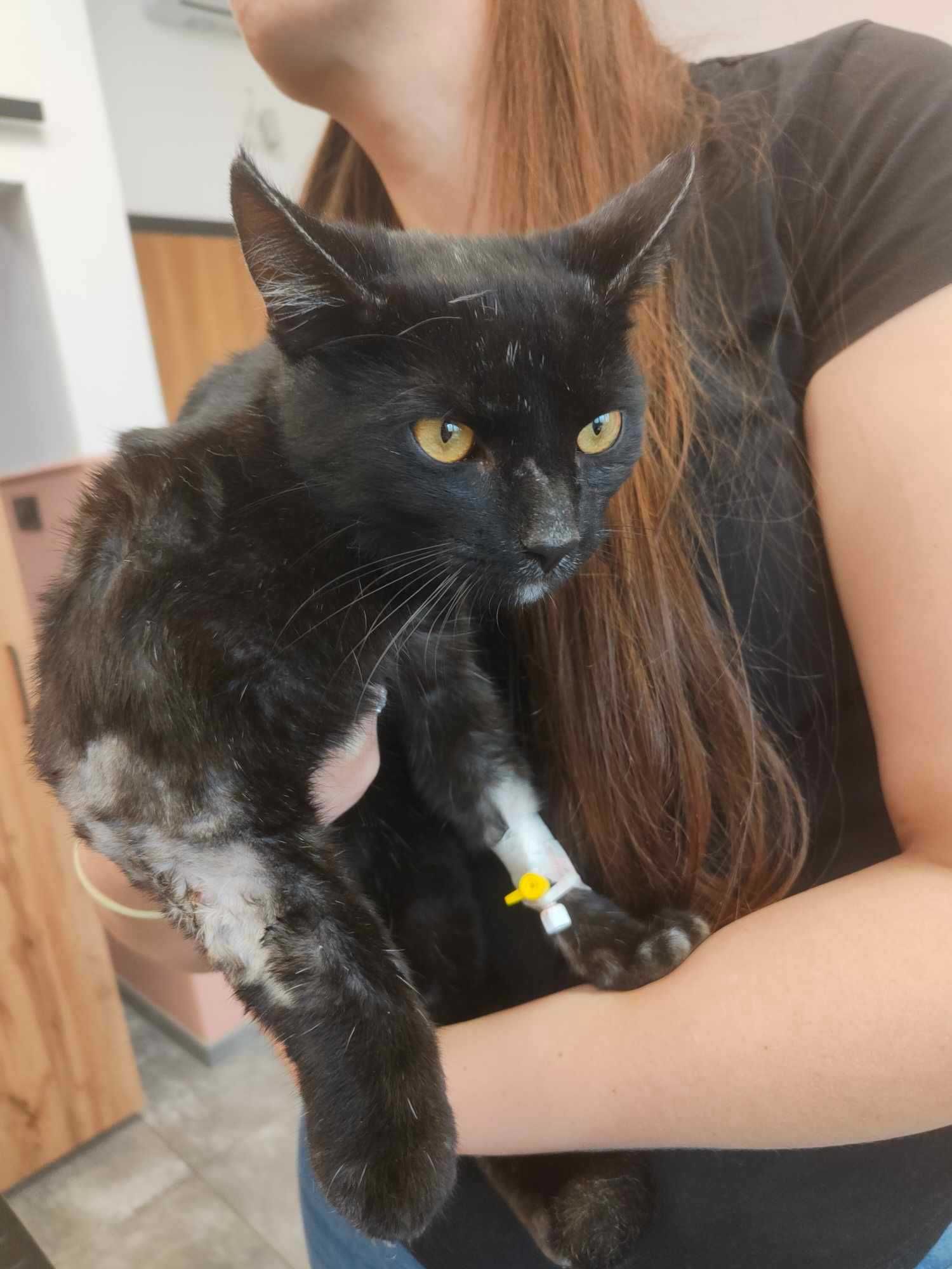 MIODZIK - dymny kotek do adopcji, piękny!