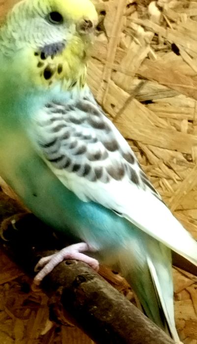 Zamiana paużki falistej