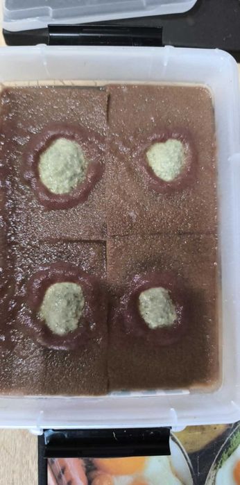 Auloforus 1x gąbka ok