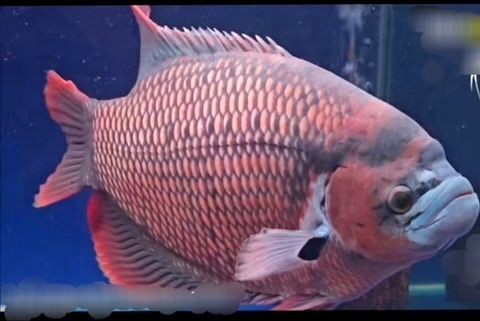 osphronemus septemfasciatus red giant gourami