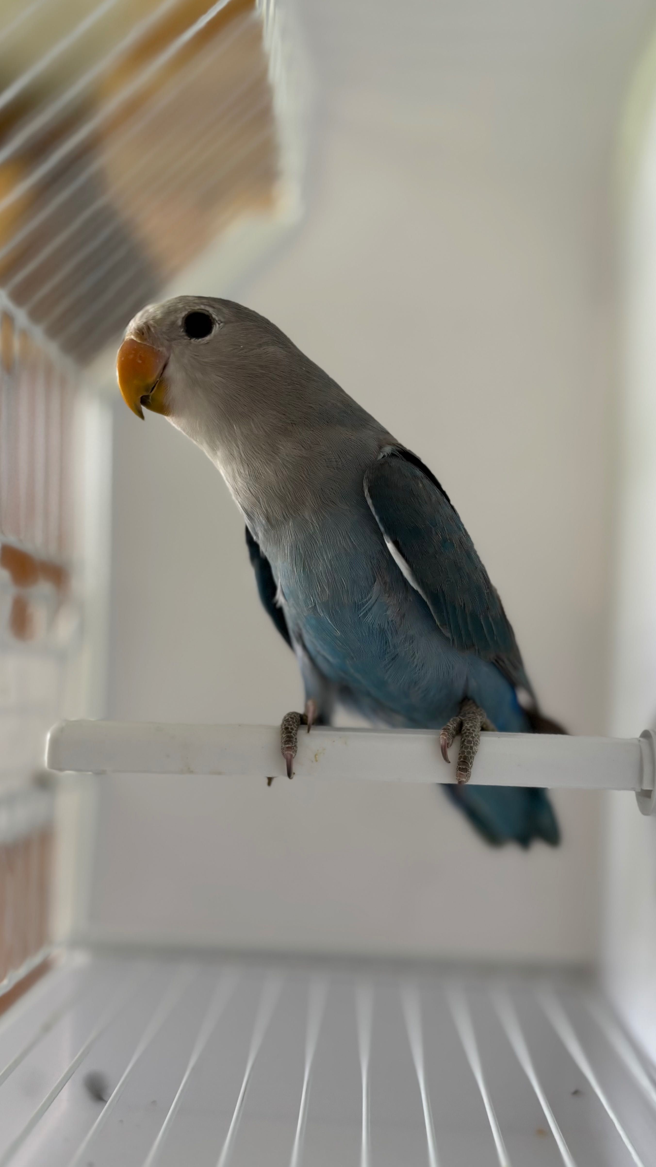 Agapornis Roseicollies