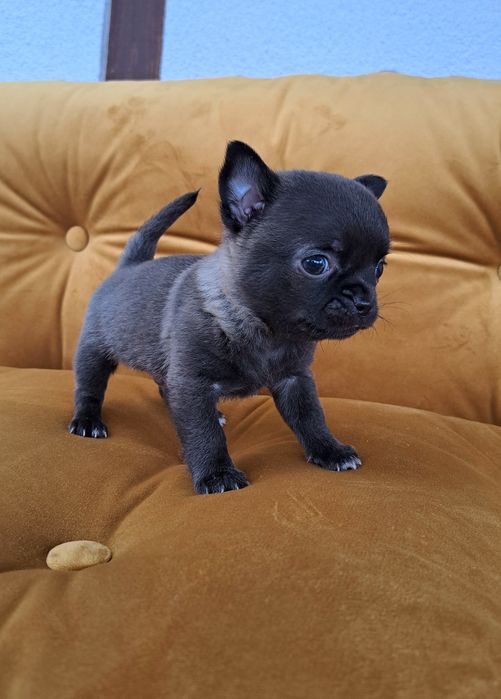 *CRYSTAL* Unikatowy piesek chihuahua