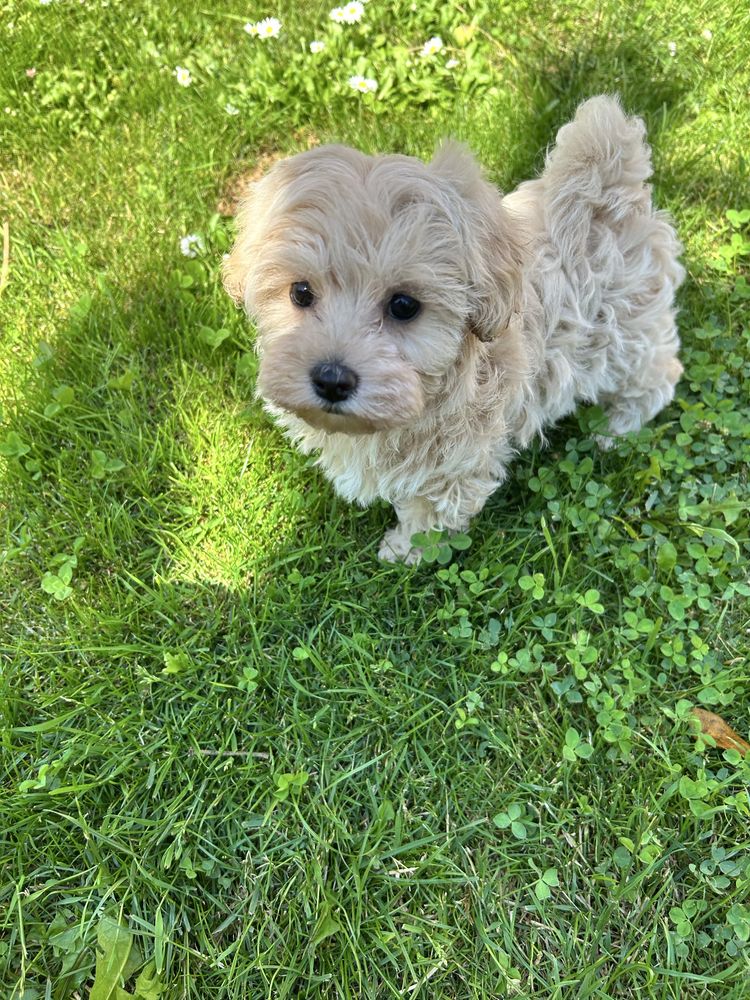 Maltipoo suczka gotowa do odbioru