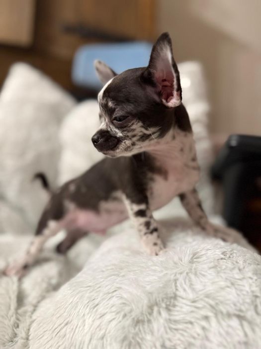 Piesek Chihuahua krótkowłosy Black Merle.