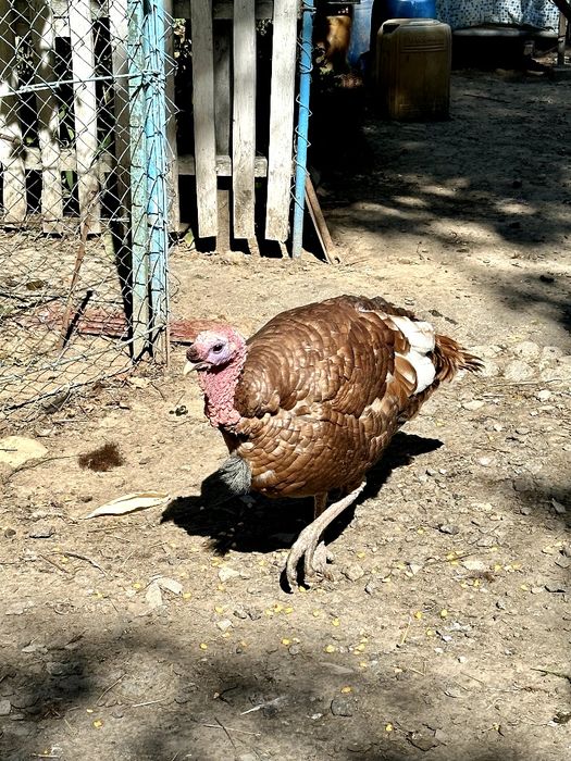 Самці індик , индюк