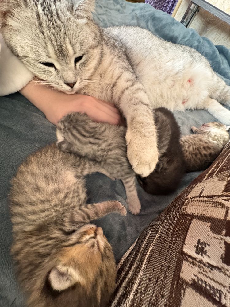 Продаю котинят півтора місяця