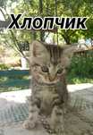 Котята  (1 хлопчик, 2 дівчини)