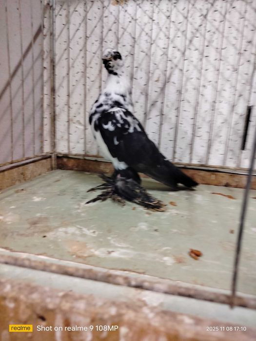 Gołąb ozdobny motyl Warszawski