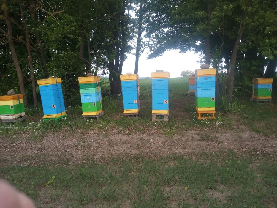 Sprzedaż odkładów przczelich