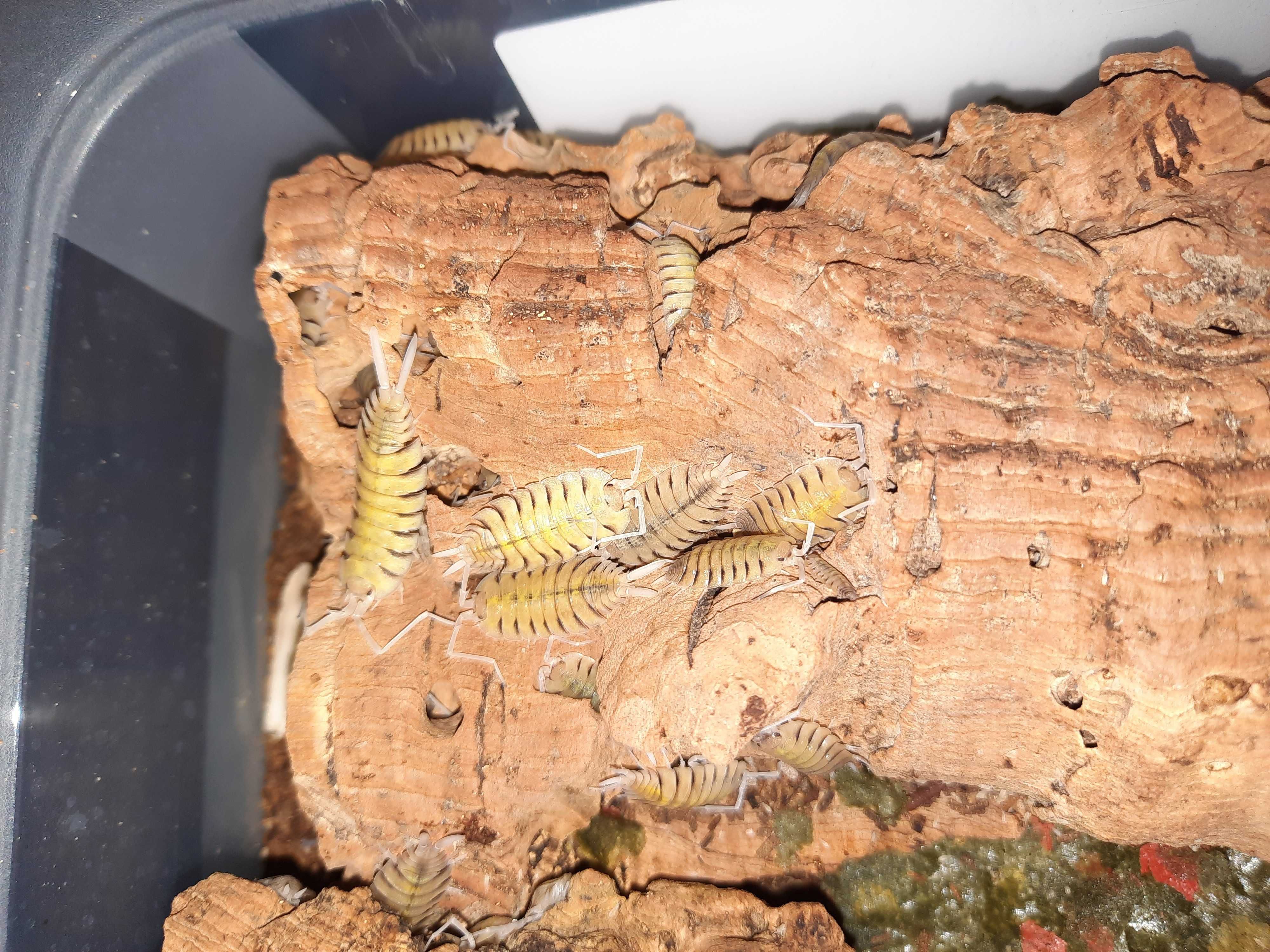 Porcellio Bolivari "Bolivari", Ekipa sprzątająca...