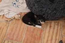2 Gatinhos à procura de família- Tavira (Algarve)