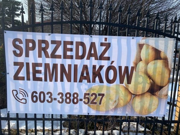 Sprzedaż ziemniaków jadalnych Vineta