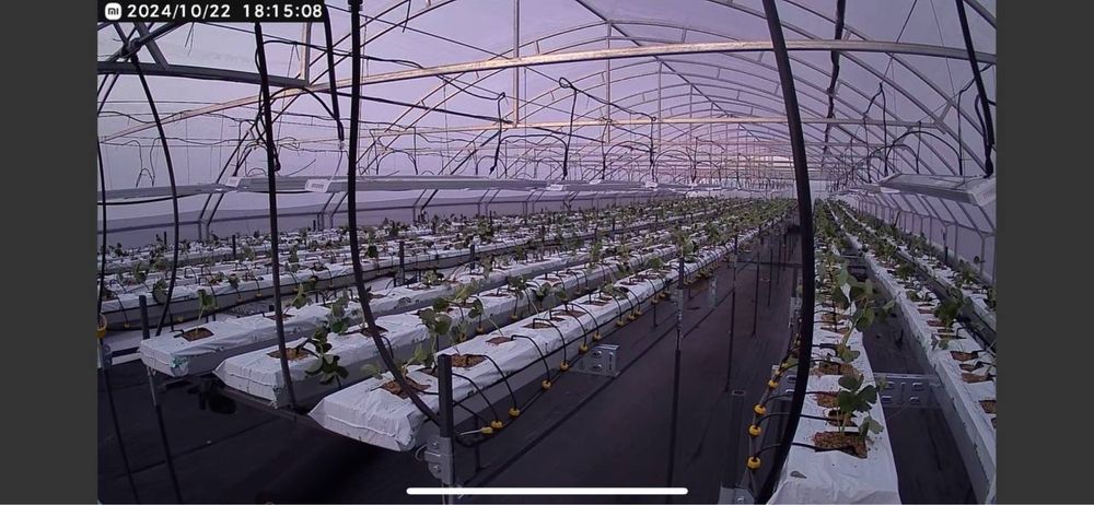 Технологічне тепличне господарство