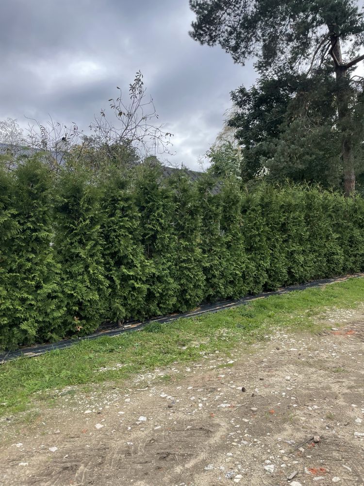 Tuja Szmaragd 270cm PRODUCENT‼️