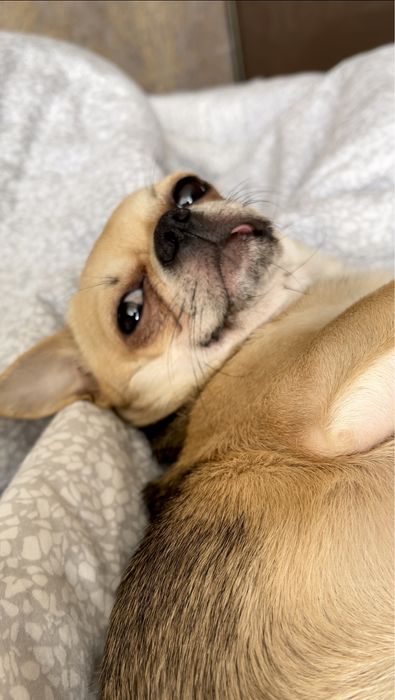 Кобель чіхуахуа запрошує дівчат на в‘язку