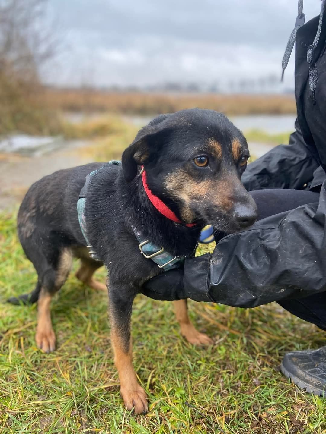 Malutka i młodziutka sunia do adopcji