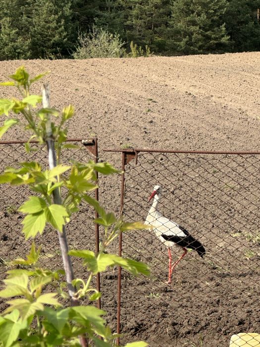 Земельна ділянка біля лісу в с. Путренці