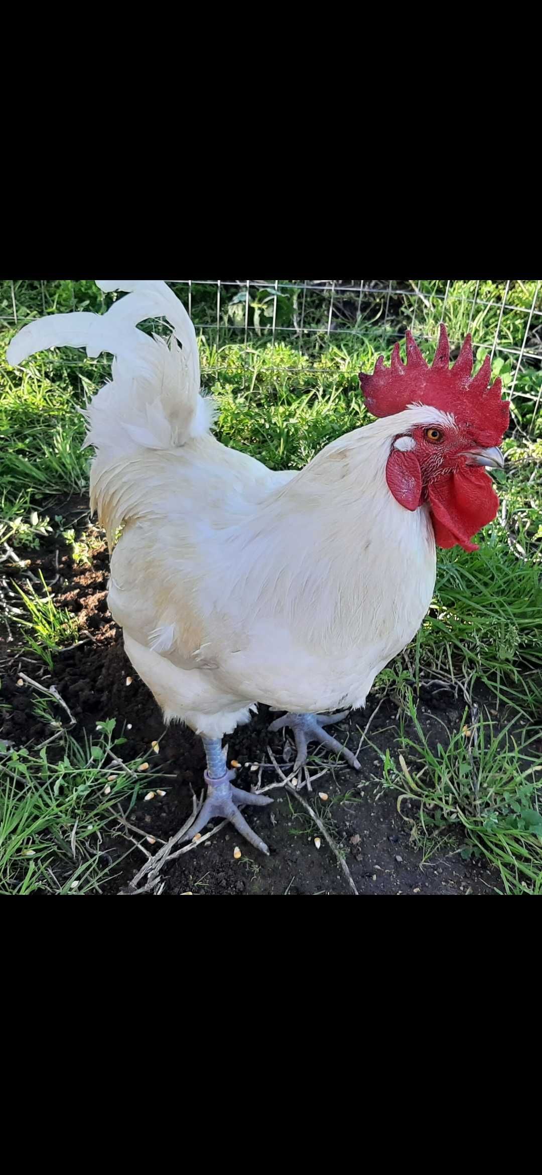 Venda ovos férteis raça La Bresse Gauloise