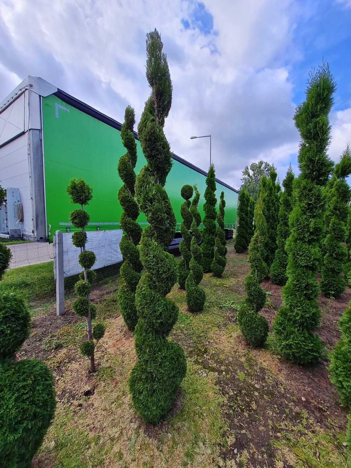 Thuja SZMARAGD SPIRALA 3,0-3,50m!!!