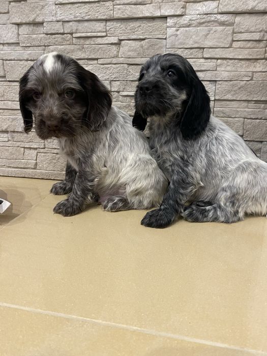 Piękny szczeniaczek cocker spaniel angielski