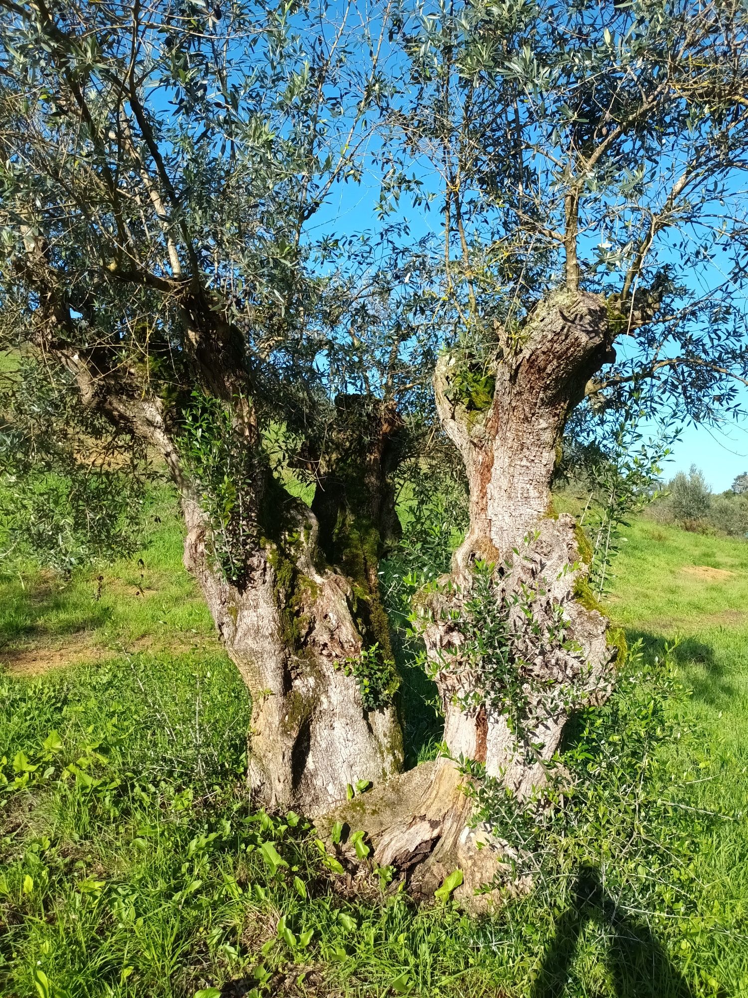 Oliveiras galegas centenárias