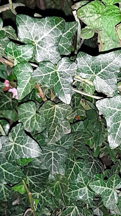 Уличный крымский плющ , Хлорофітум