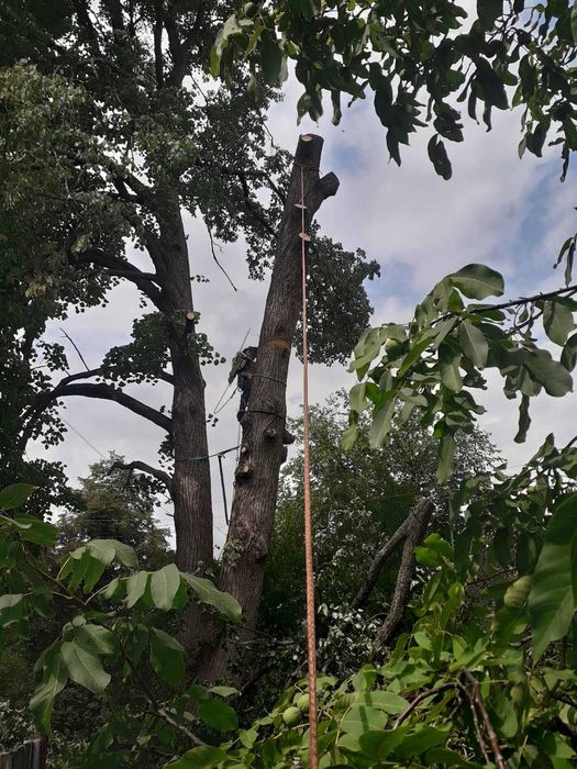Видалення дерев Корчування пнів Благоустрій. Є послуги ЩЕПОРІЗА