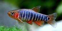 GB Danio Microrasbora Erythromicron